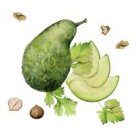 main tiré aquarelle Avocat légume, des noisettes pour régime et en bonne santé mode de vie, salade végétalien cuisson. illustration composition isolé sur blanc Contexte. conception affiche, imprimer, site Internet, carte, menu vecteur