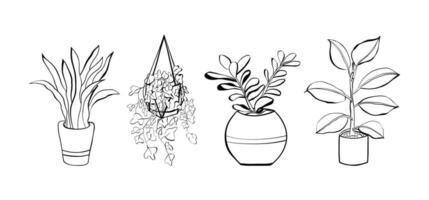 ensemble de les plantes sansevieria, crassula, argent arbre, lierre, ficus. plantes d'intérieur main dessiné. isolement sur blanc Contexte. vecteur