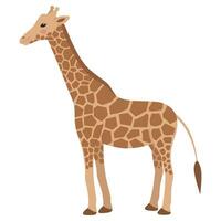 mignonne girafe dans plein croissance des stands isolé sur une blanc Contexte. savane animal. vecteur illustration dans plat dessin animé style pour les enfants