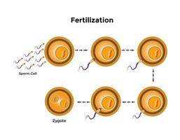 Humain fertilisation est le syndicat de une Humain Oeuf et sperme vecteur