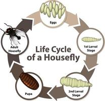 diagramme montrant le cycle de vie de la mouche domestique vecteur