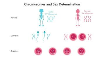 chromosomes et sexe détermination génome les sciences vecteur illustration infographie