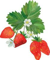 une branche de rouge des fraises avec vert feuilles aquarelle. aquarelle main tiré La peinture illustration isolé sur blanc Contexte. été baies, une impression pour impression sur cartes postales. vecteur