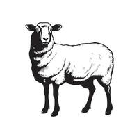 mouton vecteur image, art, graphique