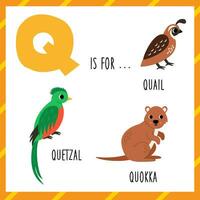 apprentissage Anglais alphabet pour enfants. lettre Q. mignonne dessin animé Caille quetzal quokka. vecteur