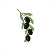 noir branche de Olives pour le conception de Naturel produits de beauté, olive huile, et médicament. vecteur illustration isolé sur une blanc Contexte. Olives branche vecteur Icônes, noir olive des fruits, et feuilles