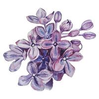 lilas branche. tracé aquarelle. vecteur