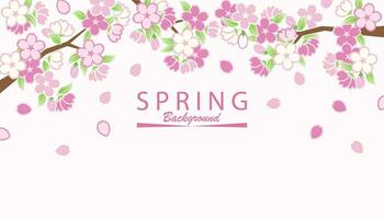 printemps Sakura Cadre Contexte vecteur
