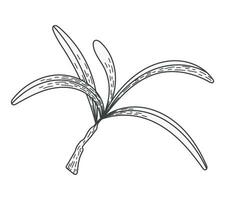 isolé mer nerprun esquisser branche avec feuilles. Naturel usine, vecteur plat illustration.