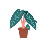 vecteur isolé illustration avec exotique alocasia dans céramique pot. affiche pour professionnel guider à propos croissance les plantes à maison. plat concept à propos se soucier à propos jardin à Accueil