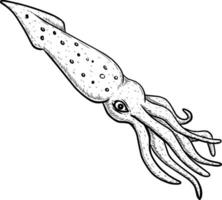 dessiné à la main de calamar sur blanc vecteur