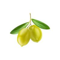 réaliste vert Olives sur branche avec feuilles vecteur