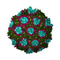 norovirus estomac grippe illustration sur blanc Contexte vecteur