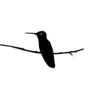 perché colibri silhouette, pouvez utilisation art illustration, site Internet, logo gramme, pictogramme ou graphique conception élément. vecteur illustration