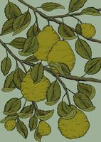 bergamote branches illustration vecteur