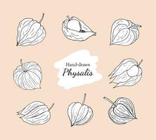 physalis fruit vecteur dessins ensemble. Petites tomates fruit ensemble. dessiné à la main physalis. dessiné à la main physalis griffonnage illustration isolé sur une blanc Contexte.