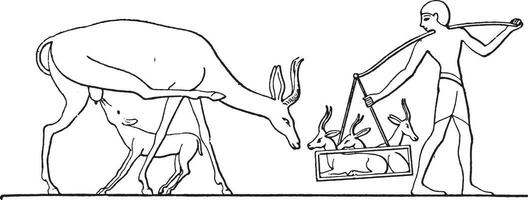 gazelle la domesticité, ancien gravure. vecteur