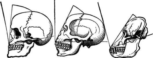 faciale angle, ancien gravure. vecteur