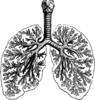 diagrammes de deux Humain poumons, ancien gravure. vecteur
