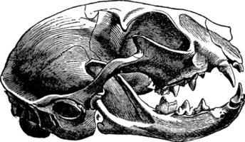 crâne de une chat, ancien gravure. vecteur