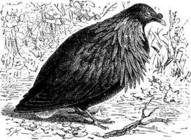 nicobar pigeon, ancien gravure. vecteur