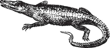 crocodile, ancien gravure. vecteur