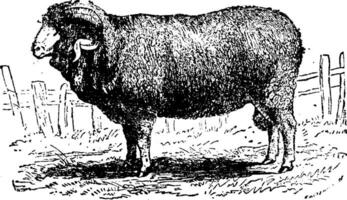 mérinos mouton, ancien gravure. vecteur