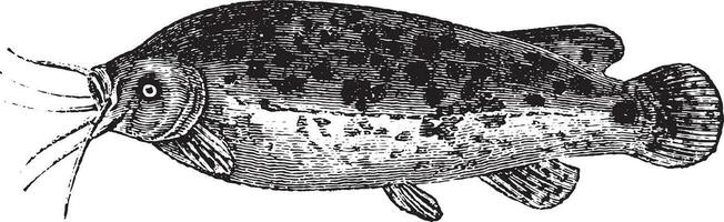 électrique poisson-chat, ancien gravure. vecteur