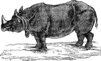 rhinocéros ou rhinocéros, ancien gravure. vecteur