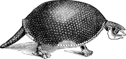 glyptodon, ancien gravure. vecteur