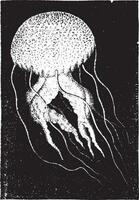 méduse pélagie, ancien gravure. vecteur