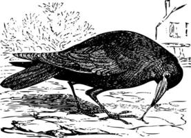 vieux gravure de une tour oiseau, ou corvus frugilège vecteur