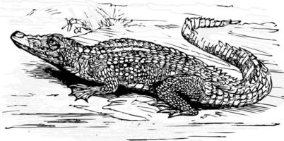 eau salée crocodile gravé illustration vecteur