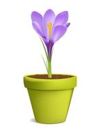 Crocus en pot de fleurs vector illustration isolated on white