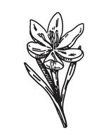 crocus esquisser. printemps temps fleur clipart. main tiré vecteur illustration isolé sur blanc Contexte.