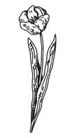 tulipe esquisser. printemps temps fleur clipart. main tiré vecteur illustration isolé sur blanc Contexte.