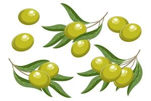 ensemble de brindilles avec vert Olives et feuilles. illustration, décoratif éléments, vecteur