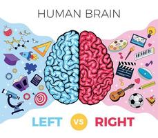 composition des hémisphères du cerveau vecteur