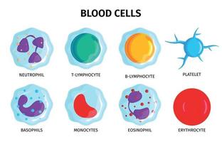 ensemble de cellules sanguines vecteur