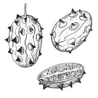 kiwano vecteur illustration. main tiré gravé exotique fruit de kiwano plante ou cornu melon, entier fruit avec pointes et tranche sur isolé Contexte. récolte, nourriture, dessert. pour conception, logo, carte