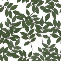 feuilles naturelles de fond transparent. illustration vectorielle vecteur