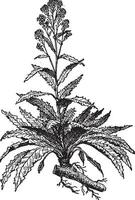 Raifort ou Armoracia rusticana ancien gravure vecteur