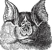 fer à cheval chauves-souris les rhinolophidés, ancien gravure. vecteur