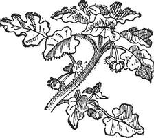 tournesol helianthus annuelle, ancien gravure. vecteur