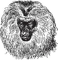 à queue de lion macaque ou macaca silène, ancien gravure. vecteur
