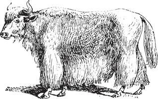 yak, ancien gravure. vecteur