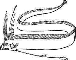 nageoires, de le Roi de harengs ou régalecus Glésne, ancien gravure vecteur