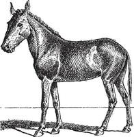 mule ou equus mulus, ancien gravure vecteur