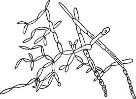 saccharomycètes albicans muguet champignon, ancien gravure. vecteur