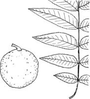 genre Juglans, l. noyer ancien illustration. vecteur